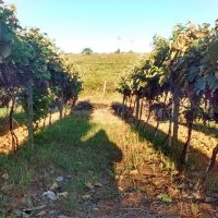 Plantação de uvas niagara